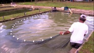 Tecnologia de baixo custo para criação de peixes